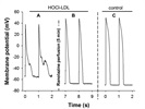 Reversal of HOCl-LDL Induced Arrhythmia by Ranolazine Superfusion