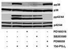 SB 203580 Blunts 15d-PGJ2 Induced pp38 Expression