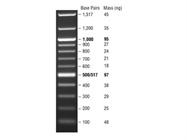 100 bp DNA Ladder