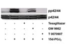 T 0070907 Inhibits 15d-PGJ2-Induced ERK Activation in Cardiomyocytes
