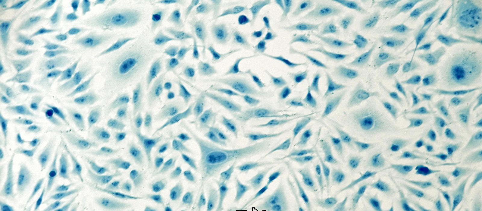  Cancer Immunotherapy Brochure
