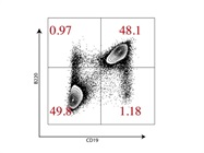 PE/Dazzle 594 CD19 Antibody to Detect B Cells in Mice