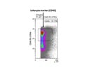 Anti-CD45 PE-Dazzle594