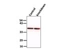 Western Blot of HeLa Whole-Cell Lysates Using GAPDH Antibody