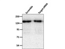 Western Blot of HeLa Whole-Cell Lysates Using AND-1 Antibody