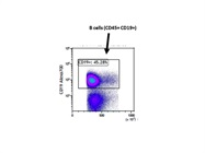 Anti-CD19 Antibody