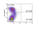 Anti-CD11b Antibody