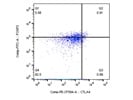 Good Clone for Delineating FoxP3+ Tregs