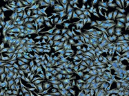 Environmental Control in Live-Cell Imaging