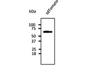 tdTomato antibody