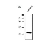 mCherry antibody