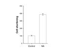 Noradrenaline Elevates Cardiomyocytes Shortening