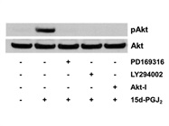 LY 294002 Inhibits 15d-PGJ2-Induced Akt Phosphorylation