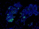 PyMT Antibody for Immunofluorescence