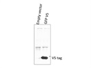 Anti-V5-Tag Antibody
