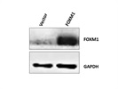 Anti-FOXM1 Antibody