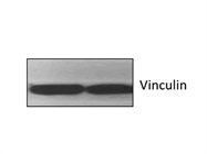Anti-Vinculin Antibody