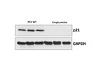 Anti-p21 Waf1/Cip1 Antibody