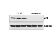 Anti-p21 Waf1/Cip1 Antibody