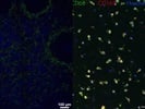 Mouse Anti-Human CD68