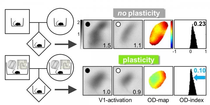 plasticity
