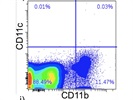 Ok for Dendritic Cell Detection