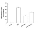 A 804598 Inhibits LPS-Induced Inflammation