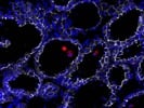 Cleaved Caspase-3 Antibody for Immunofluorescence