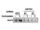 KLF4 Antibody from Novus Biologicals