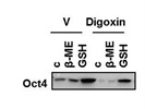 Oct4 Antibody from Novus Biologicals
