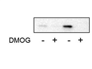 IL-1beta Antibody from R&D Systems