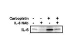 IL-6 Antibody from Novus Biologicals
