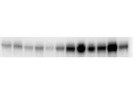 Great Antibody for Probing Glut 4 in Tissue