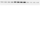 Great Antibody for Interrogating mTOR Signaling