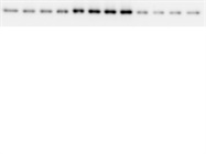 Great Antibody for Interrogating mTOR Signaling