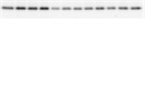 Good Antibody for Detecting Rheb