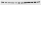 Great Antibody for a Loading Control (Beta-Actin)