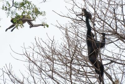 Gombe Chimpanzee