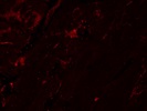 Highly Specific Microglia and Macrophage Marker