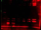 Allows Infrared Imaging of HRP-Probed Blots