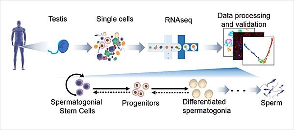 spermatogenesis