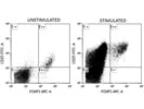 Excellent Antibody for Mouse CD25 Staining
