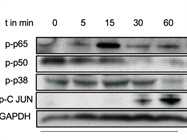 Works Well and Fast for Detection of p-p38