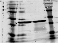 Highest Quality Flag Antibody We Have Used