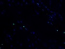 A Reasonable Oligodendrocyte Lineage Marker for Immunofluorescence