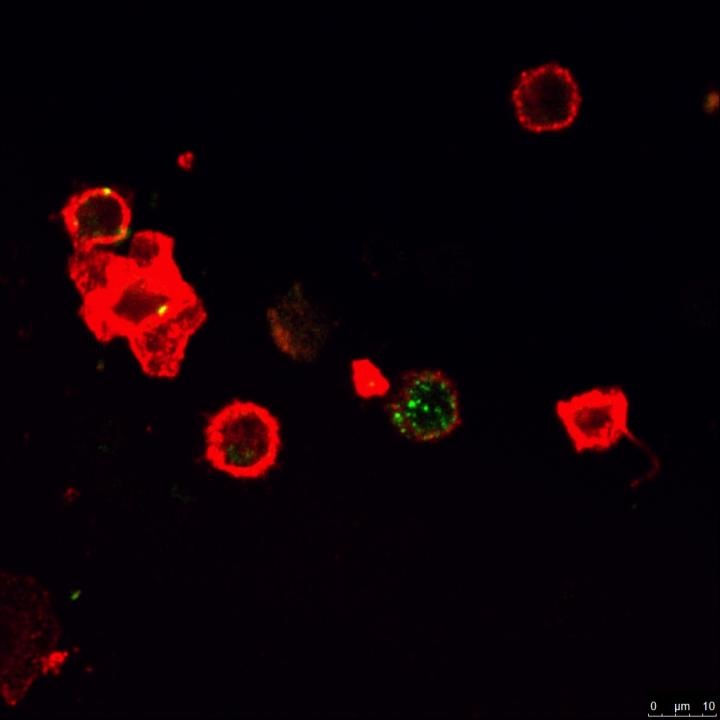 immunotherapy