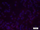 Good Antibody for Endothelial FACS