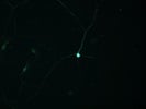 Use for Immunofluorescence on Enteric Neurons