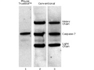 Mouse TrueBlot® ULTRA: Anti-Mouse Ig HRP