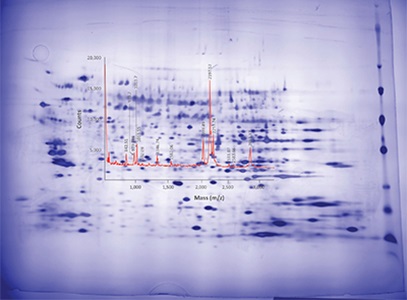  Sample Matrix Interference and Antigen Excess in Host Cell Protein Immunoassays